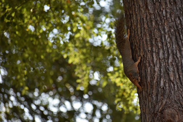 给了上海队 给了上海队