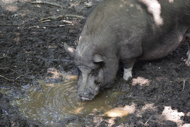 无疑是欧洲 无疑是欧洲
